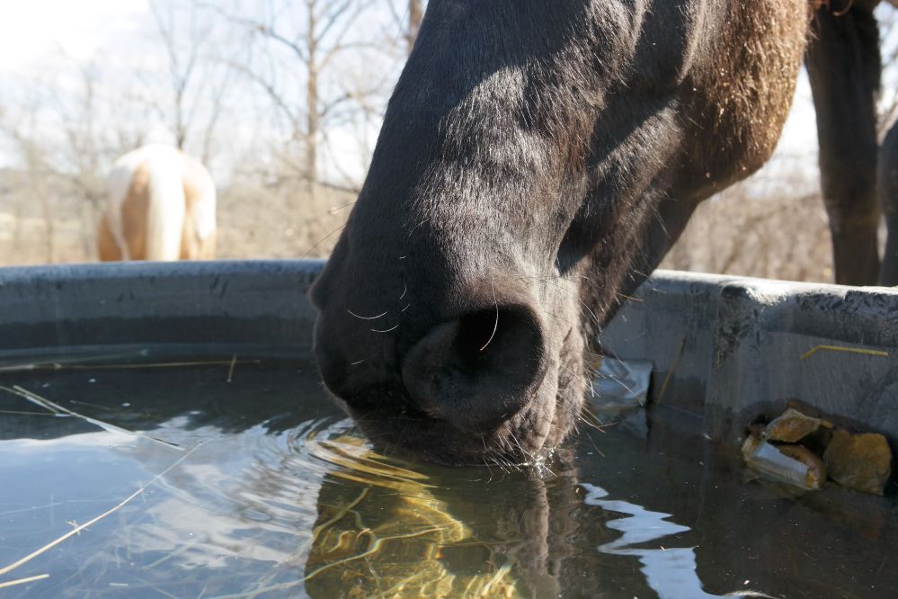 horse-drinking-from-a-water-trough-564186509-5716319f3df78c3fa2a5a55d.jpg